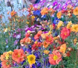 Harrogate - Spring Flower Show* coach day trip