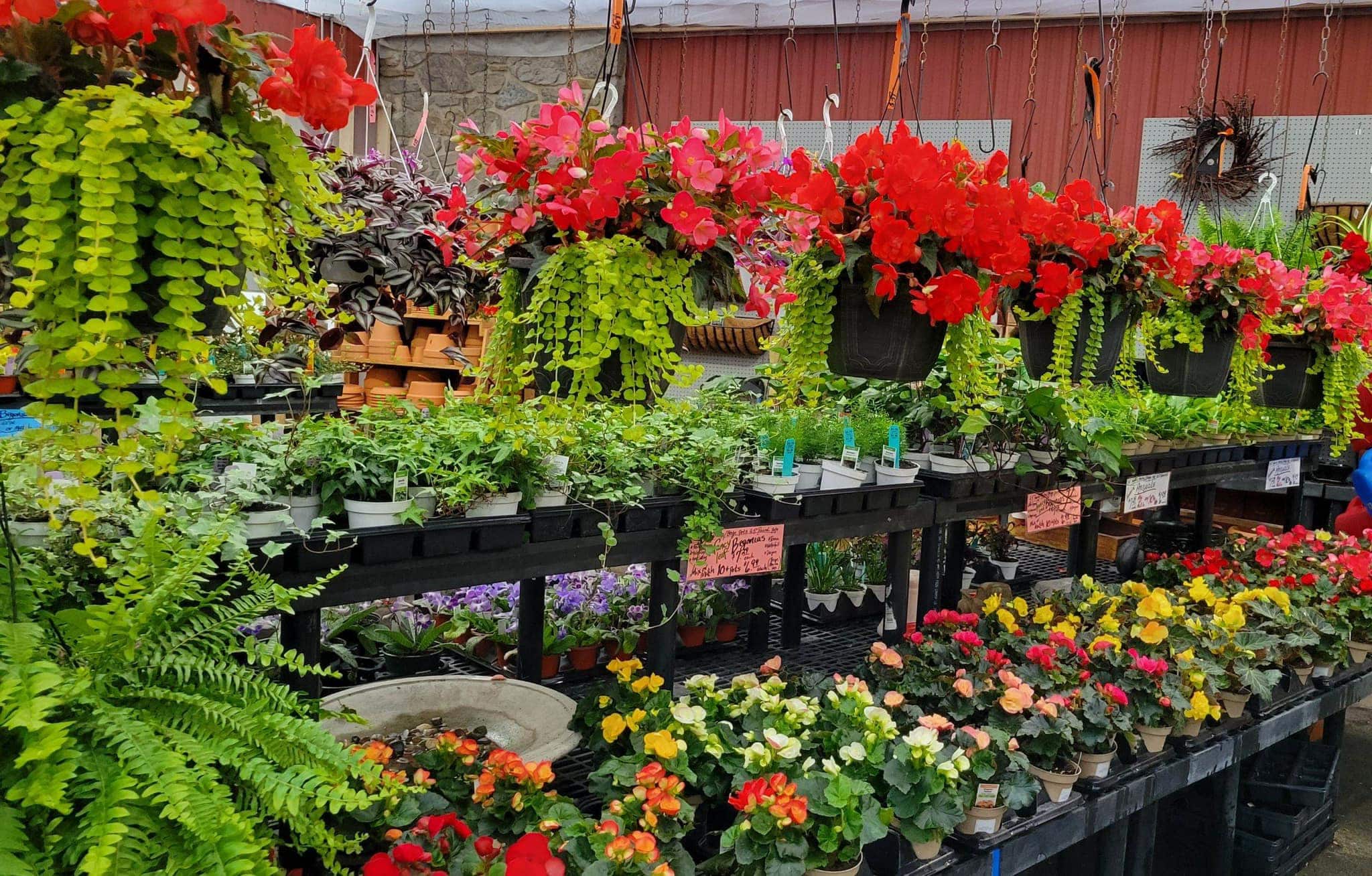 Cherry Hill Garden Centre – Middlesbrough coach day trip